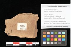 Foto (Objekt + Etikett) von Quercus palaeoilex Ettingshausen (NHMW-GEO-2024-0188-0975)
